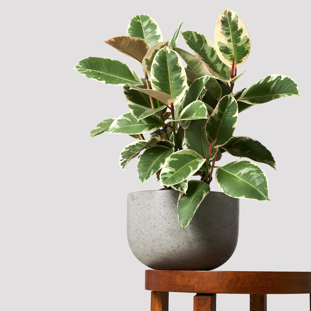 Ficus Tineke Rubber Tree Indoor Plant in Pierre Grey Pot with luscious leaves