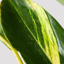 Variegated Shell Ginger Leaf at The Good Plant Co
