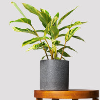 Buy Variegated Shell Ginger in Jardin Black Pot