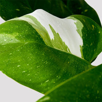 Variegated Leaf of Phliodendron White Princess Indoor Plant
