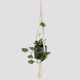 Wren Natural Rope Macrame Hanger featuring Swiss Cheese Vine Indoor Plant at The Good Plant Co
