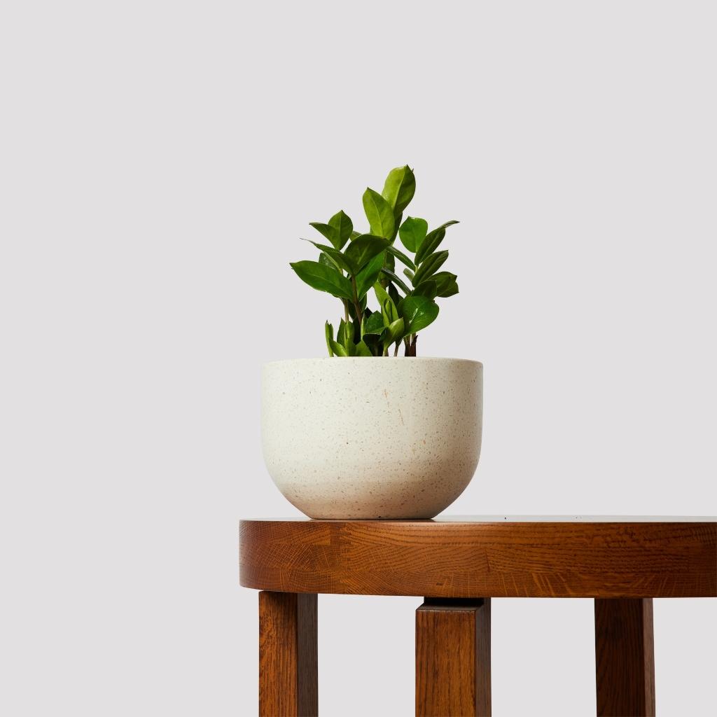 Pierre Terrazzo White Pots for Indoor Plants in Sydney